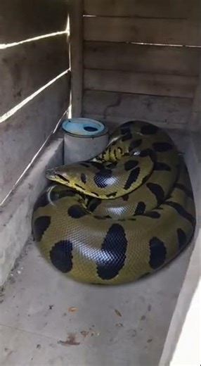What I found in the bathroom is terrifying! #animals #animal #wildlife #snake #nature