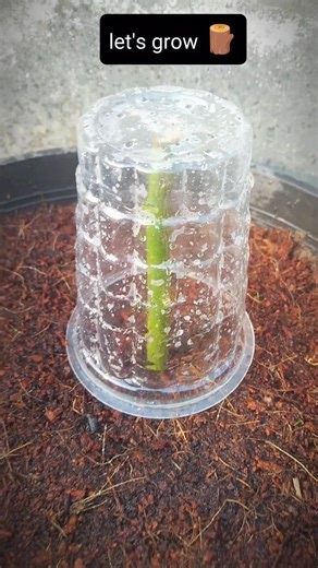 unbelievable we grow rose branch in a cup 🍵#garden #flowers #rose #new