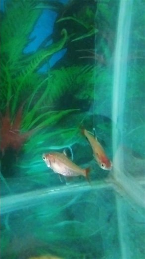 Serpae Tetra #freshwatertank #youtube