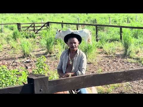 CHARLLES VACINANDO OS BEZERROS NA FAZENDA EM GOIÁS | COMÉDIA SELVAGEM 