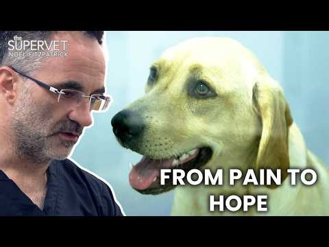 Inside Willow’s Complex Hip Replacement | The Supervet: Noel Fitzpatrick | S02 E02 | Full Episode
