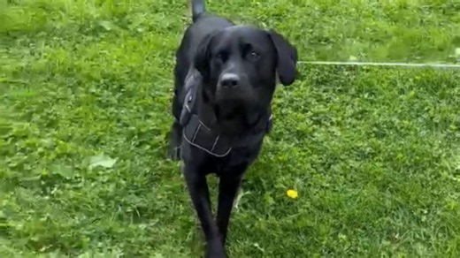 Playful Dog Races Around with Helium Balloon in Tow
