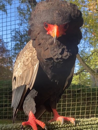 Discover Bateleur Eagles: Majestic Birds in Flight