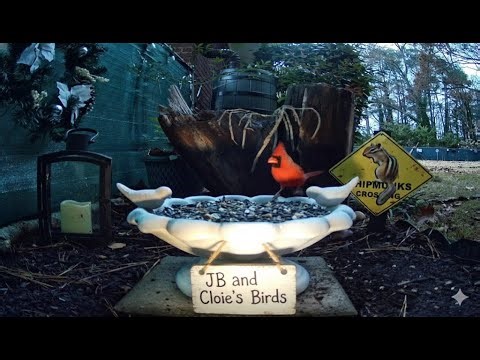 LIVE 🔴 North Georgia Bird Cam Window to Nature 🦋🦊🐦🐾🌿 | 51 Species Confirmed