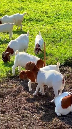 The Secret to Raising #Boer Goats for Maximum Profit Even If You’re a Beginner#youtubeshorts#shorts