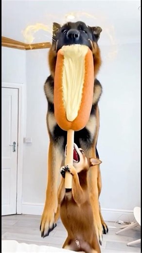 Marvelous funny dog Videos chihuahua vs german shepherd animal funny video 2026 hot corn dog asmr