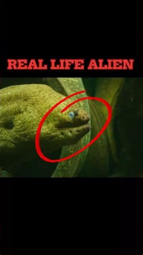 The Moray Eel: Nature's Real Life Alien! 😱👽