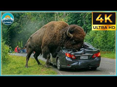 Craziest Animal Attacks Ever Caught On Camera | Amazing Animals #175