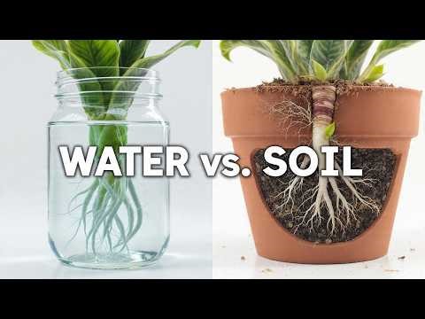 Dracaena Propagation Battle: Water vs. Soil (The Truth About Roots)