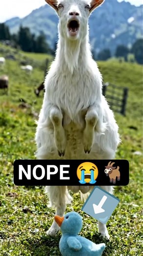 He Really Said NOPE 😭🐐 | Funniest Goat Scare Ever!