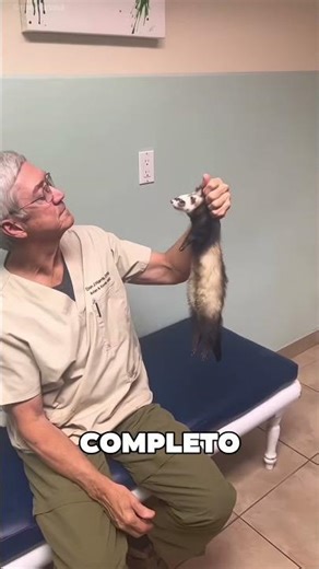 El Chico Separó Una Pareja De Hurones Sin Saberlo 🥺❤️