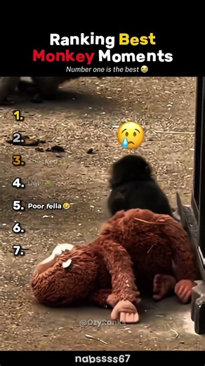 Ranking Best Monkey Moments🐵 #usa