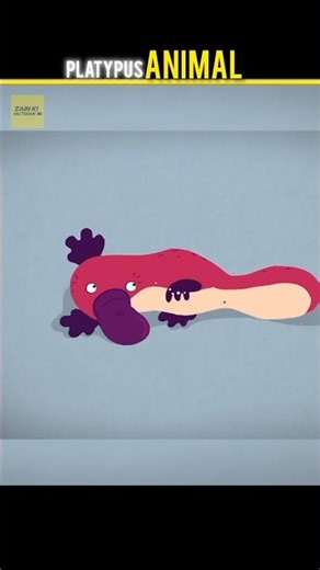 Platypus – The Weirdest Animal in the World 😲 #Shorts