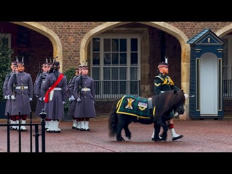 Extremely Cute Guest Visits St James’s Palace for Changing of the Guard (UNCUT)
