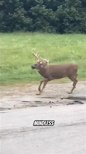 Zombie Parasites That Control Animals