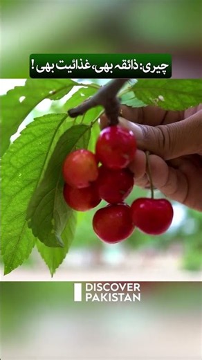 Cherries: Delicious Taste, Powerful Nutrition!