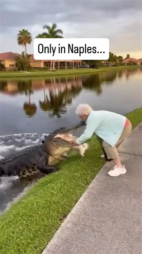 Naples Florida Life on Instagram: "A peaceful sunset walk in Naples turned into a scene nobody could believe. One moment a grandma is letting her little dog sniff around the edge of the lake, the next moment the water ripples and a gator rises up like it owns the neighborhood. The kind of moment that turns your heart inside out in half a second. The kind of moment that every local jokes about until it actually happens. What followed is the reason people say Naples has a different kind of strengt