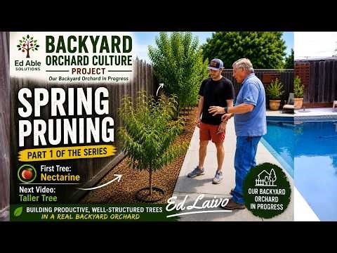 Backyard Orchard Culture, High Density Pruning, first of a 3 Part Series. Spring Pruning