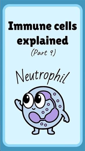 Immune cells explained ( part 9 ) - Neutrophils: They Explode So You Don’t Have To 💥🧬