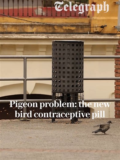 💊 The city that put pigeons on the pill Britain could learn from Barcelona, where bird feed is being laced with a contraceptive, to reduce populations without killing the animals Read the full report at the linked article