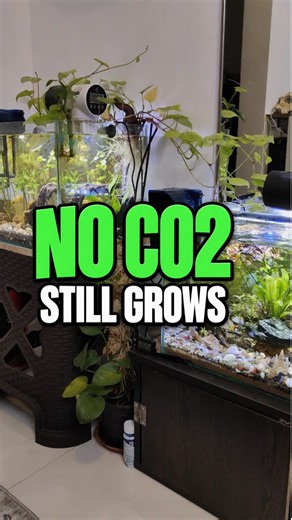 Planted aquarium without CO2 🌿 | Low-Tech Tank Setup That Actually Grows