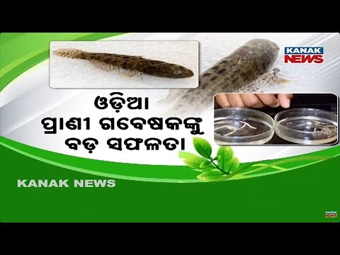 ଓଡ଼ିଶା ସମୁଦ୍ରରେ ନୂଆ ମାଛ | New Fish Discovered In Odisha Sea: 'Meggitt's Goby' Found At Aryapalli