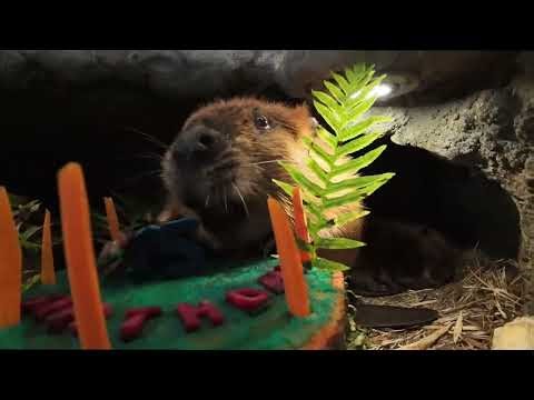 Branch Managing Beaver Filbert Gets A Big Cake For His Birthday
