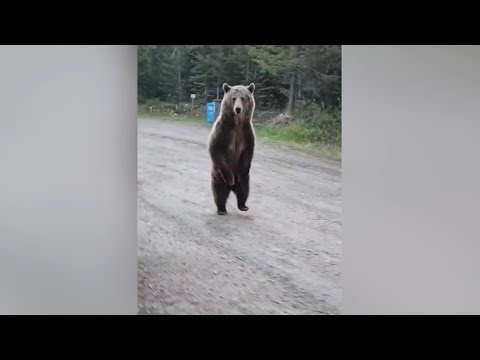 Grizzly bear approaches hiker and dog in Canadian wilderness