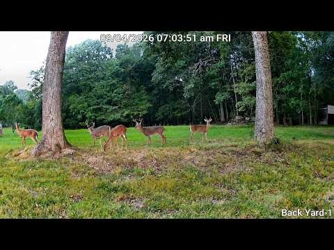 LIVE Backyard Deer & Wildlife Cam | Quattlander Backyard Wildlife