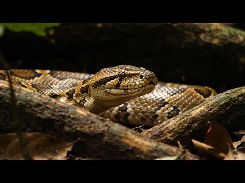 Silent Encounter With a Giant Reticulated Python | ASMR Jungle Capture | Reticulated Python ASMR
