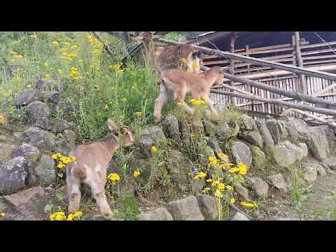 Baby Goat Happily Wagging Its Tail While Nursing from Its Mother 🐐❤️