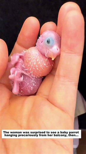 The woman was surprised to see a baby parrot hanging precariously from her balcony.