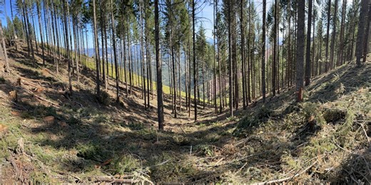 Opinion | The EU Tells Native Americans How to Manage Our Forests