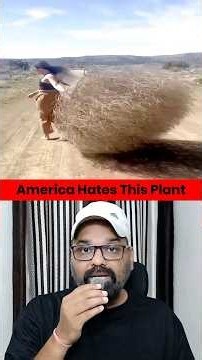 Why American hate this plant? | #shorts