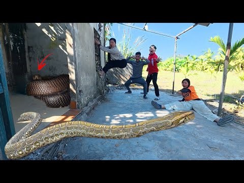 3 Brave Hunters Rescue Young Girl Attacked by Giant Python in Abandoned House
