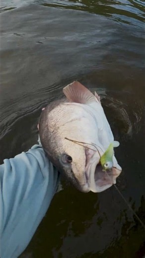 Getting After The October Redfish Run #fenwickfishing #fishing #inshorefishing #redfish