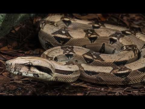 Boa Constrictor Crushing Power Explained (Top 10 Biggest Snakes #9)
