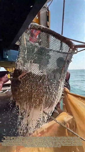 Storing Young Fry: How Fishermen Safeguard Harvested Fingerlings for Growth