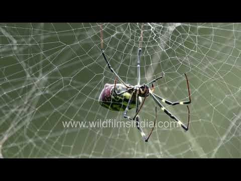 A Joro Spider hanging elegantly within its delicate orb web structure