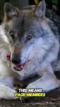 Wolves Fake Their Numbers?! 🐺 The Howl Trick You Didn’t Know
