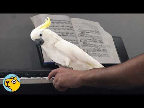 31-Year-Old-Cockatoo Finds Love After Years of Loneliness