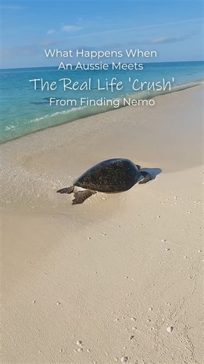 Tidal Tones on Instagram: "Had a good chat with Crush from Finding Nemo the other day, he’s been hanging around some islands off the mid north coast of Australia. Looks like he’s already knocked off for the year #NorthWestIsland #turtles #findingnemo #seeaustralia"