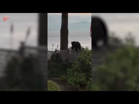 Black Bear Carefully Walks Along Narrow Fence - 1860322