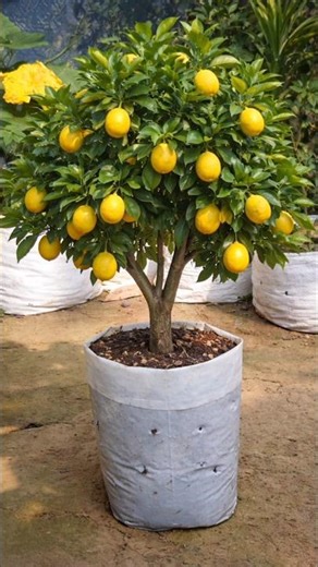 Grow Lemon Tree from Cuttings Fast 🍋 | Easy Aloe Vera Trick