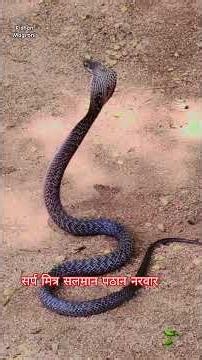 King Cobra Rescue: Why Didn't the King Cobra Run Away? | Amazing Snake Rescue Video 2026