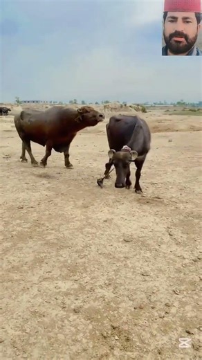 Huge Brown Buffalo Bull 😱🦬#huge #brown #buffalo #buffalo