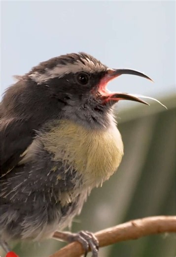 Nothing to see here, just a tiny yellow bird... unless... 👻 The third birb in our Shrieks & Beaks lineup is the bold bananaquit. These sugar-lovers are native to the Caribbean islands and other tropical areas like Mexico and South America, while their unique name comes from the yellow hue of their bellies. As for their signature song, the bananaquit's buzzy string of chirps and trills may sound sweet at full speed. But slowed down? A (delightful) fright. #sandiegozoo #bananaquit #slowmo