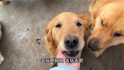 救助容易照顾难，努力为狗狗们改善生活环境，肩上背负太多的责任