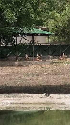 1,000lb Giants! 🫎 Exploring the Majestic Elk and Deer of North