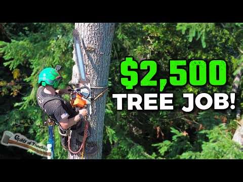 These Trees Were TWICE AS TALL as I Thought When I Sold This!